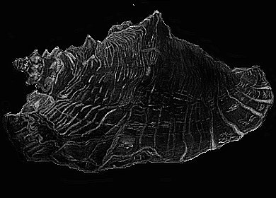 A side view of a shell